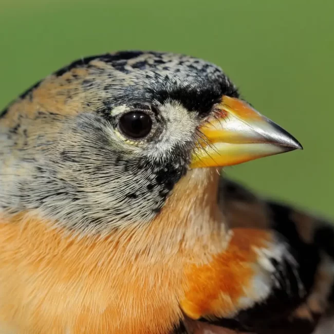 Pinzón Real en el Bird Center de Urdaibai